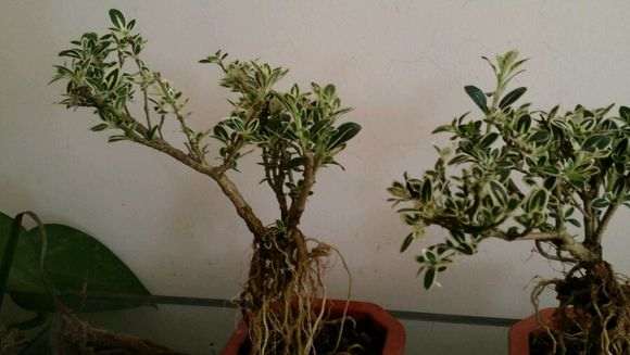 六月雪下山桩 看能养活养好否 图片