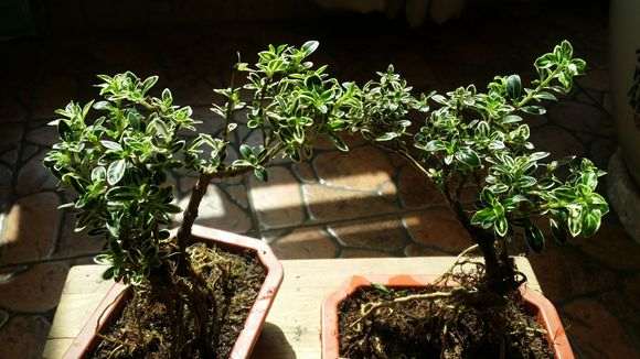 六月雪下山桩 看能养活养好否 图片