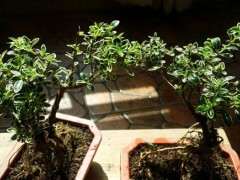 六月雪下山桩 看能养活养好否 图片