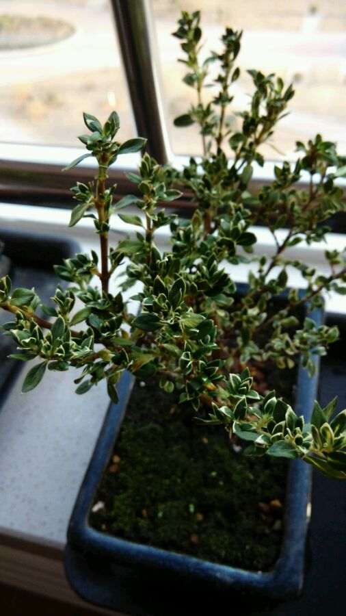 六月雪下山桩被大太阳晒了 怎么办 图片