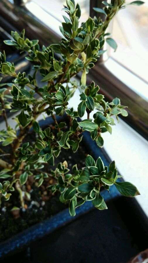 六月雪下山桩被大太阳晒了 怎么办 图片