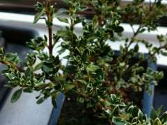 六月雪下山桩被大太阳晒了 怎么办 图片