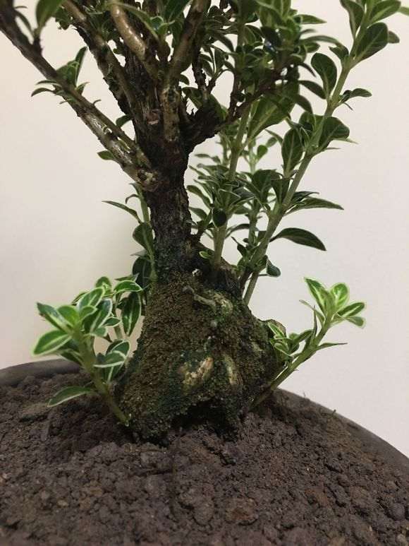 六月雪下山桩怎么修剪和蟠扎的方法