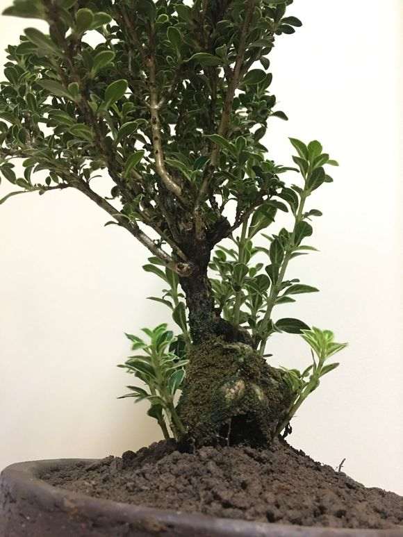 六月雪下山桩怎么修剪和蟠扎的方法