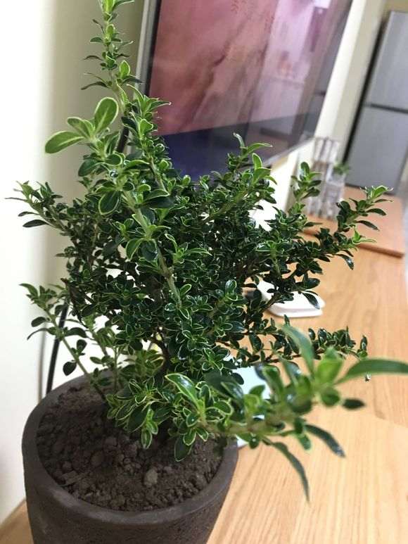 六月雪下山桩怎么修剪和蟠扎的方法