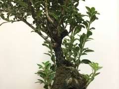 六月雪下山桩怎么修剪和蟠扎的方法