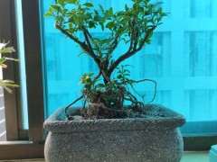 六月雪下山桩每天喷水几次 最好 图片