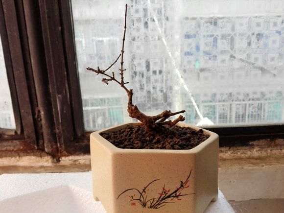 六月雪下山桩 记录帖 图解