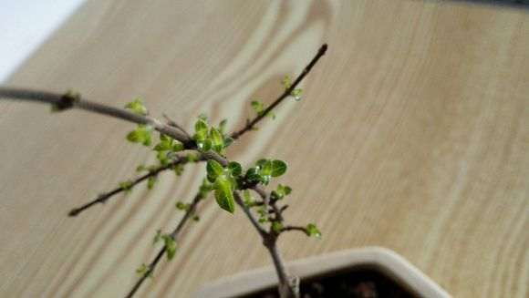 六月雪下山桩 记录帖 图解