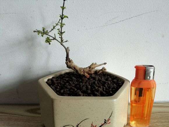 六月雪下山桩 记录帖 图解