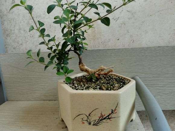 六月雪下山桩 记录帖 图解