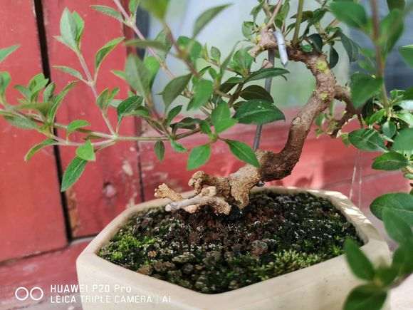 六月雪下山桩 记录帖 图解