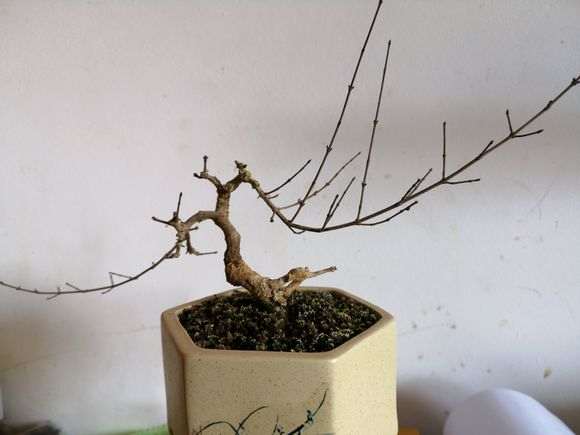 六月雪下山桩 记录帖 图解