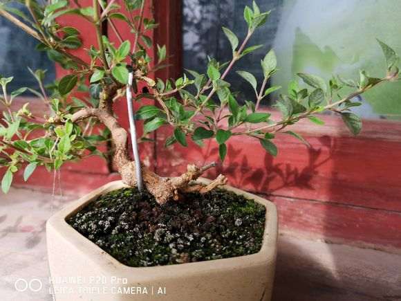 六月雪下山桩 记录帖 图解