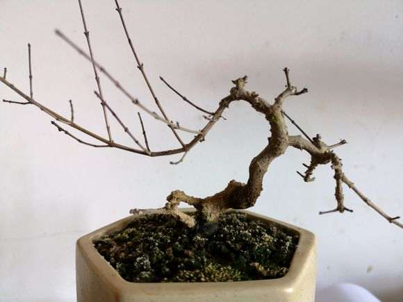 六月雪下山桩 记录帖 图解