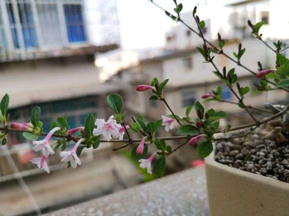 六月雪下山桩 记录帖 图解