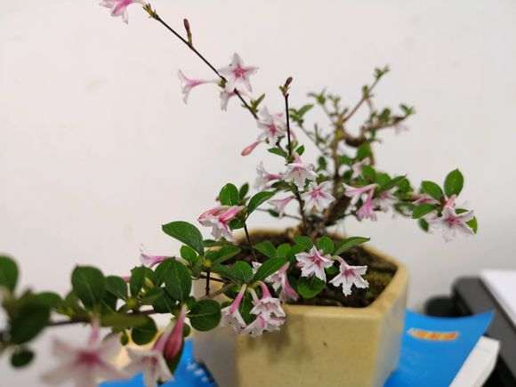 六月雪下山桩 记录帖 图解