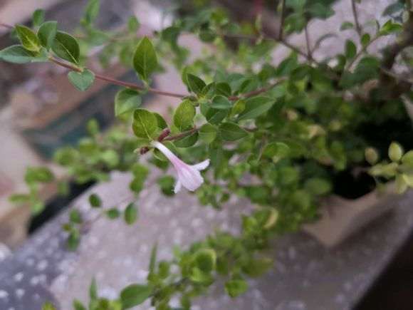 六月雪下山桩 记录帖 图解