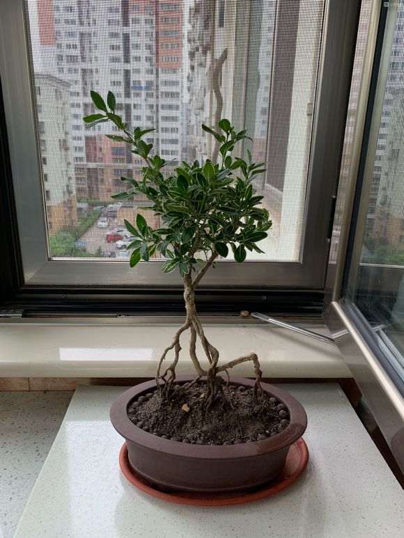 六月雪下山桩 用这款花盆浅吗 图片