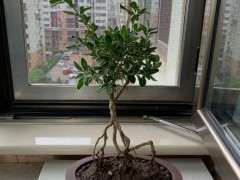 六月雪下山桩 用这款花盆浅吗 图片