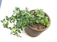 阳台的六月雪开始 部分黄叶 怎么办 图片