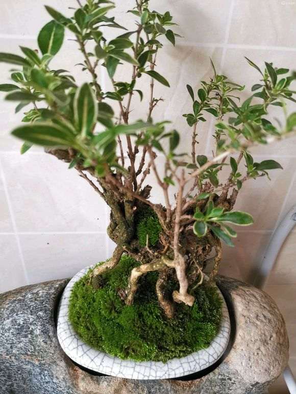 为什么铺上苔藓 六月雪下山桩效果更好