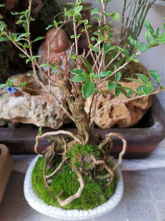 为什么铺上苔藓 六月雪下山桩效果更好