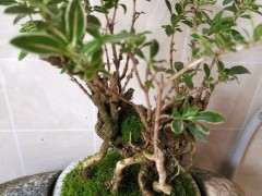 为什么铺上苔藓 六月雪下山桩效果更好