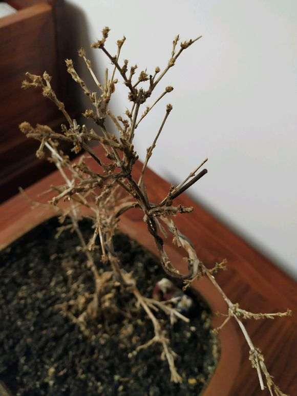 六月雪下山桩 出差忘记浇水了 怎么办