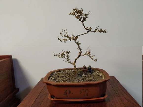 六月雪下山桩 出差忘记浇水了 怎么办