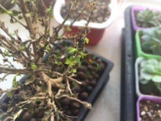 六月雪下山桩不停的掉叶子 怎么办 图片