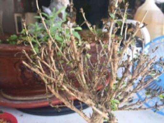 六月雪下山桩不停的掉叶子 怎么办 图片