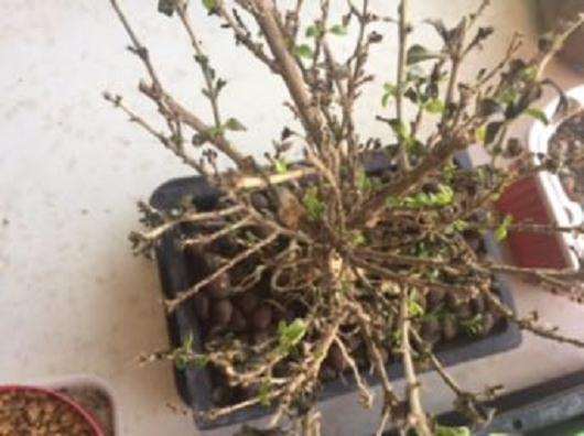 六月雪下山桩不停的掉叶子 怎么办 图片