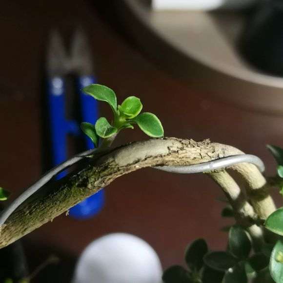 六月雪下山桩的树干 蹭掉了 怎么办 图片