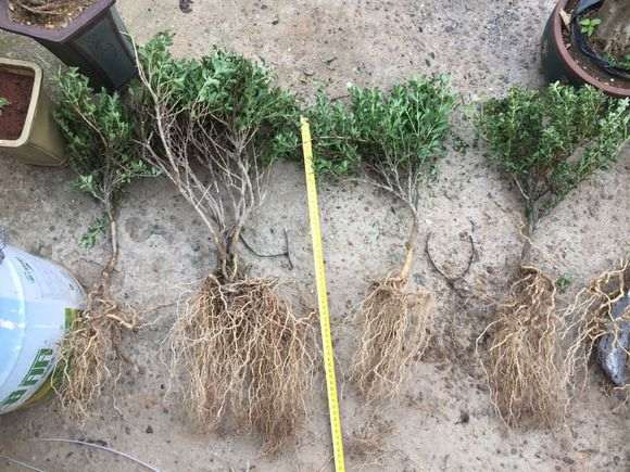 附石六月雪下山桩怎么制作盆景的方法