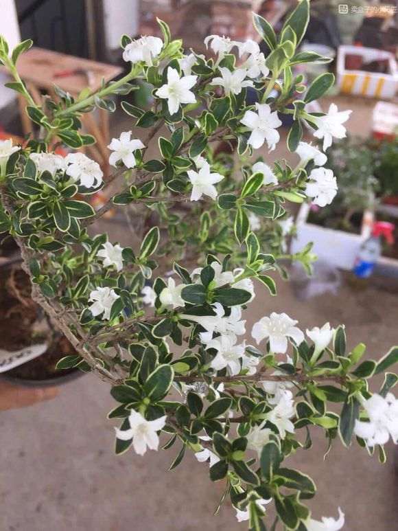 附石六月雪下山桩怎么制作盆景的方法