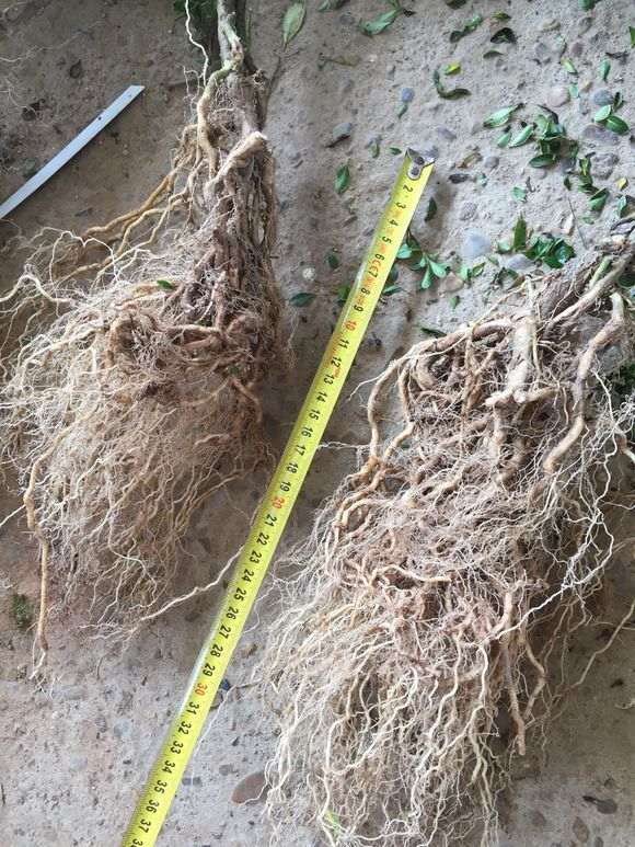 附石六月雪下山桩怎么制作盆景的方法