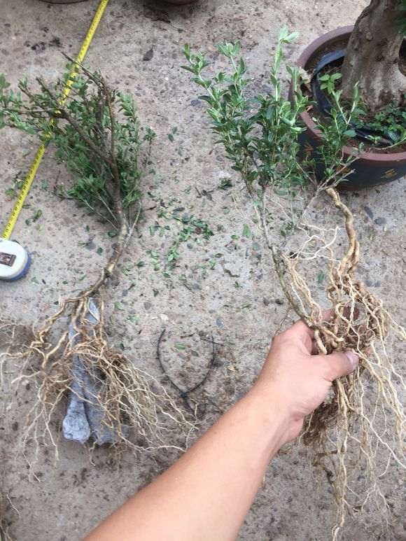 附石六月雪下山桩怎么制作盆景的方法