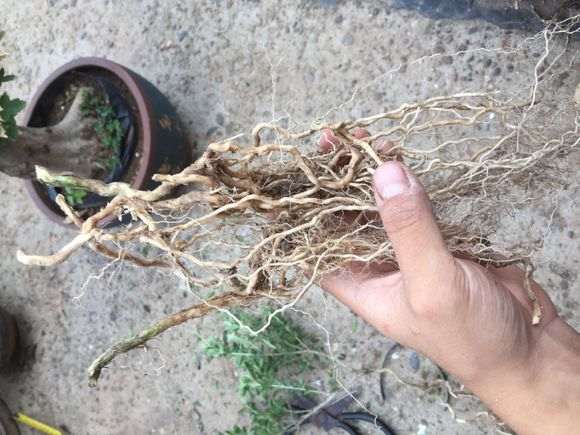 附石六月雪下山桩怎么制作盆景的方法