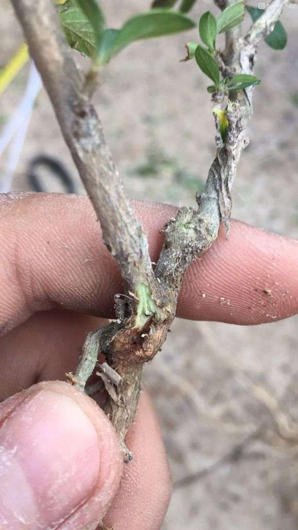 附石六月雪下山桩怎么制作盆景的方法