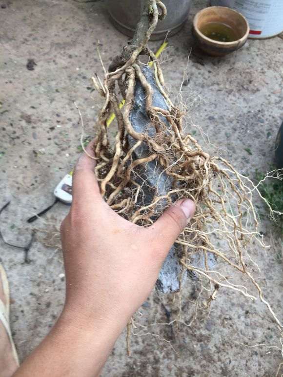 附石六月雪下山桩怎么制作盆景的方法