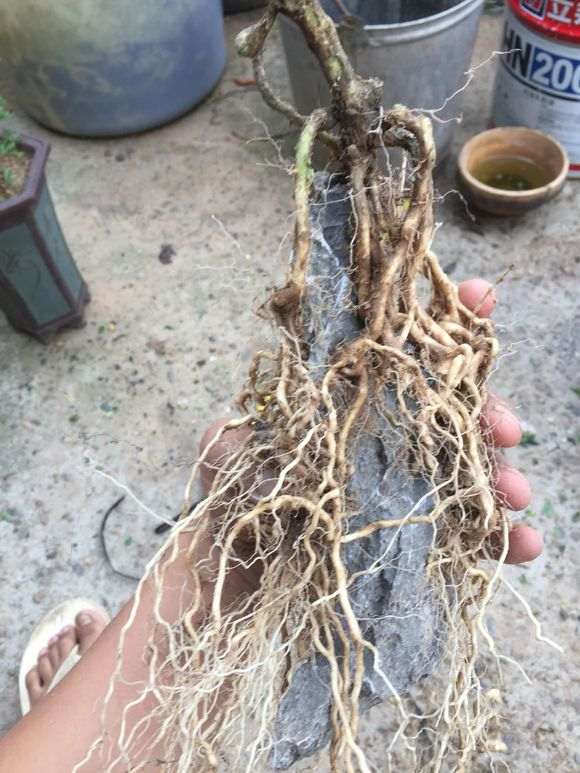 附石六月雪下山桩怎么制作盆景的方法