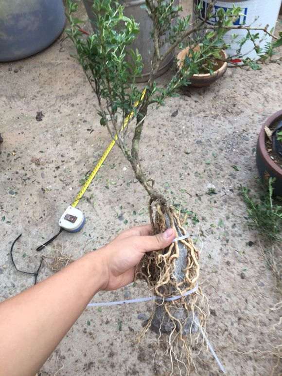 附石六月雪下山桩怎么制作盆景的方法