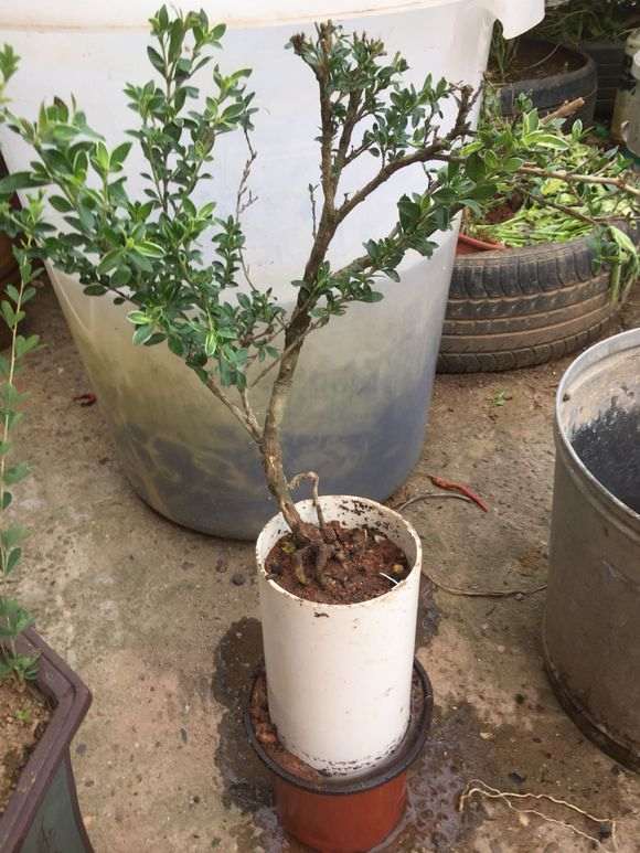 附石六月雪下山桩怎么制作盆景的方法