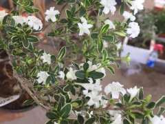 附石六月雪下山桩怎么制作盆景的方法