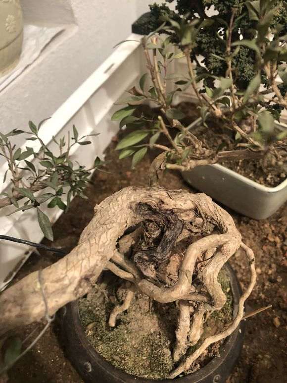 六月雪下山桩这是怎么了 缺水吗 图片