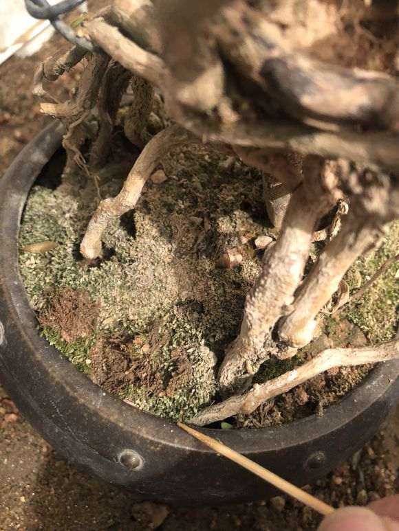 六月雪下山桩这是怎么了 缺水吗 图片