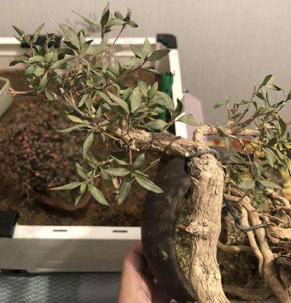 六月雪下山桩这是怎么了 缺水吗 图片