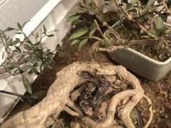 六月雪下山桩这是怎么了 缺水吗 图片