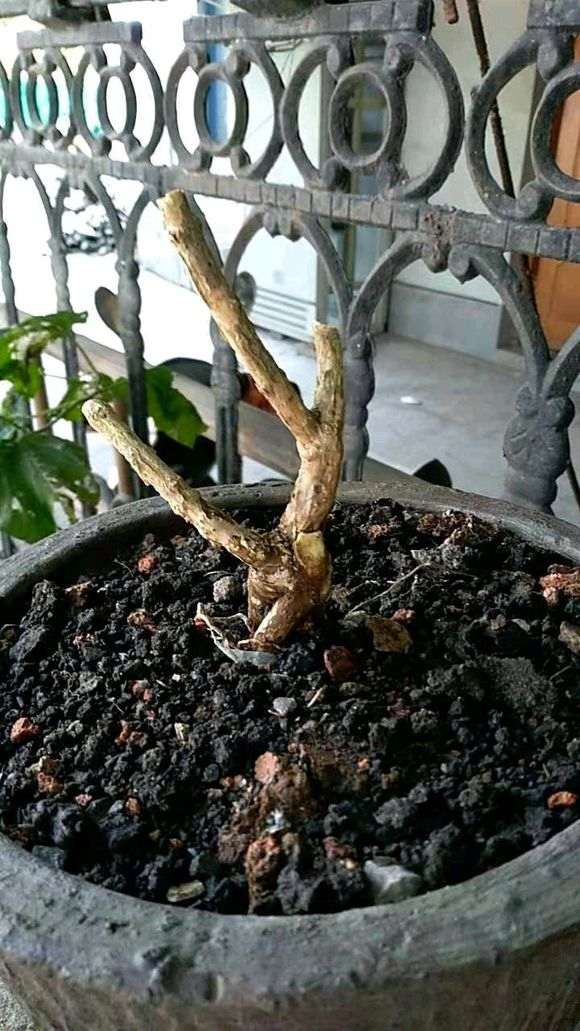 六月雪下山桩怎么设计 好看 图片